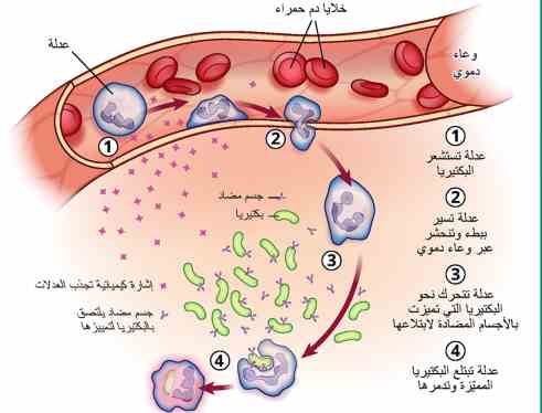 جهاز المناعة وكيف يحمى الجسم من الأمراض